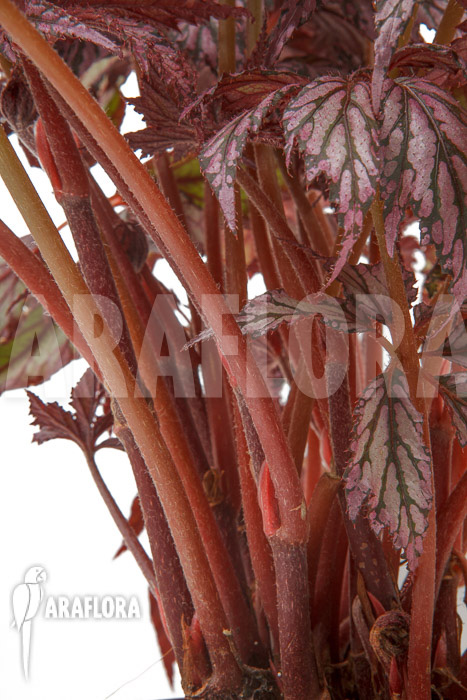 Begonia ‚Supernova‘