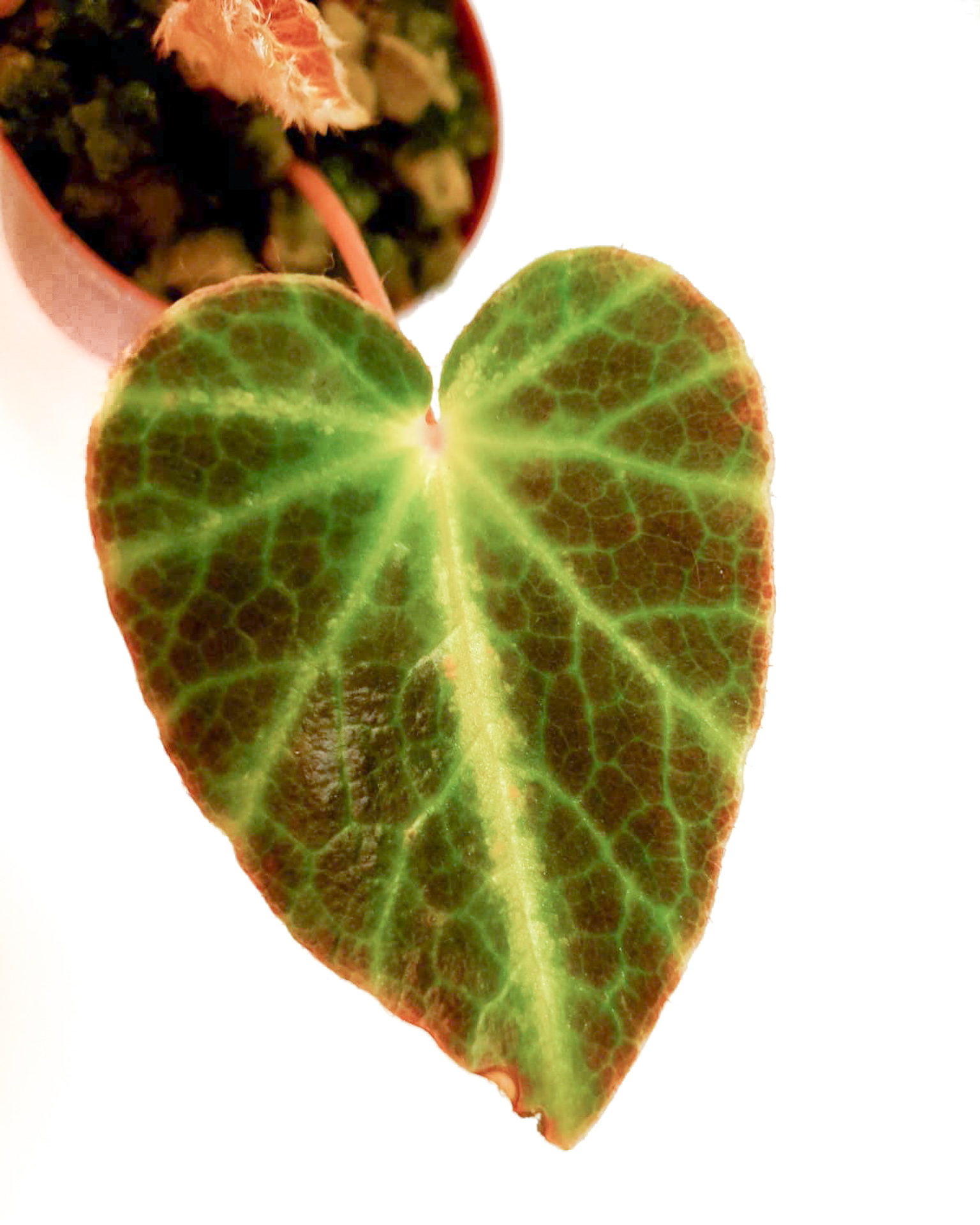 Begonia chingipengii ‚Starter‘