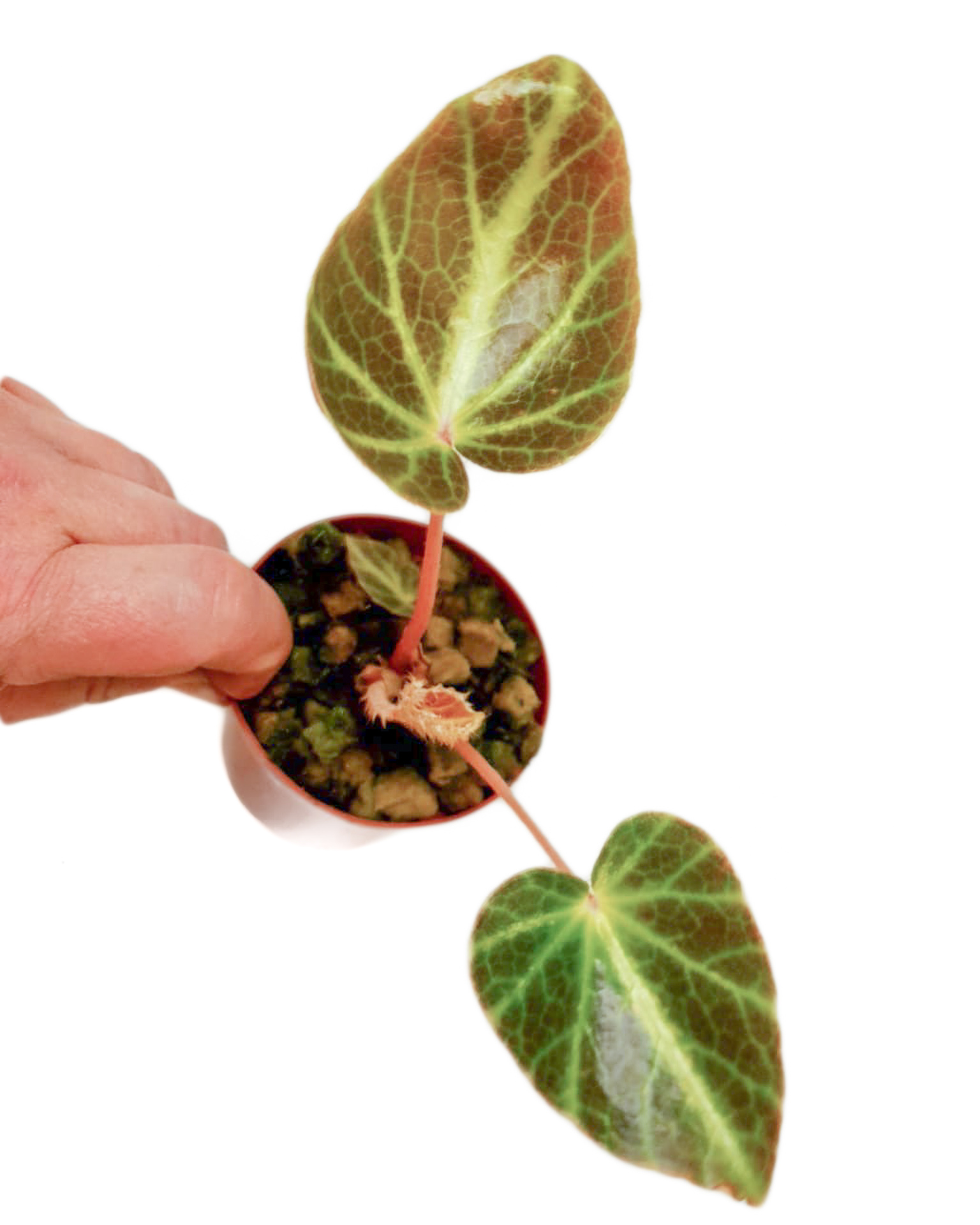 Begonia chingipengii ‚Starter‘