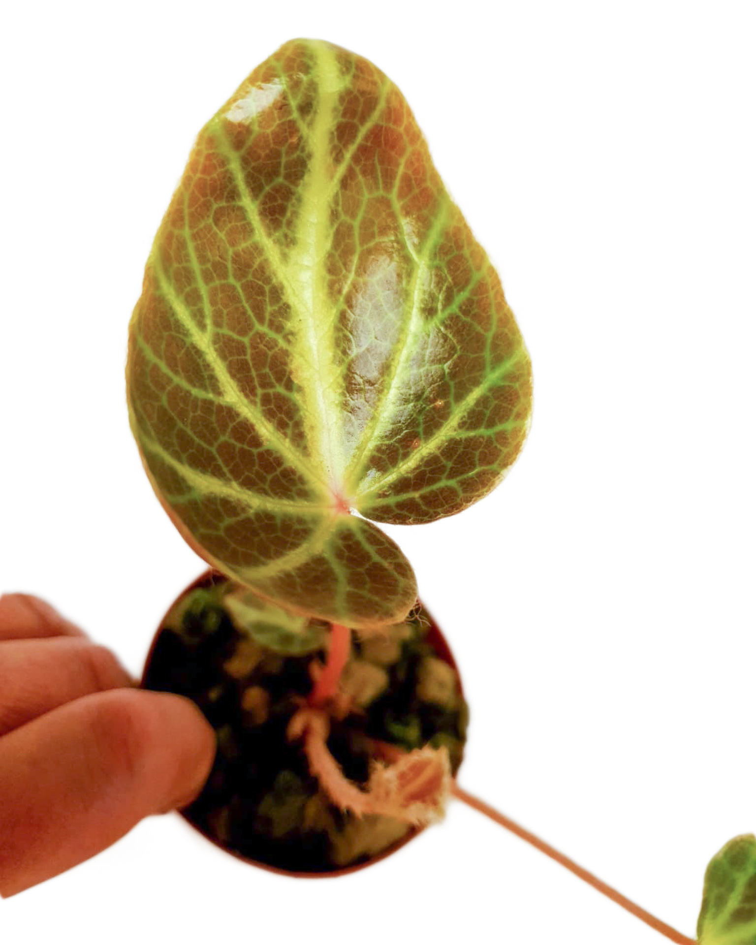 Begonia-chingipengii-Starter-3