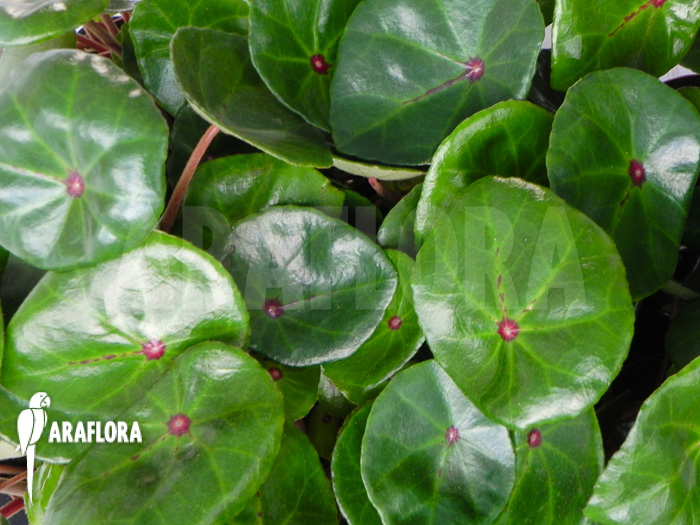 Begonia conchifolia var. Rubrimacula ‚L‘