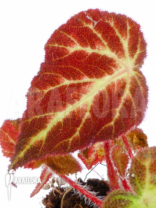 Begonia decora