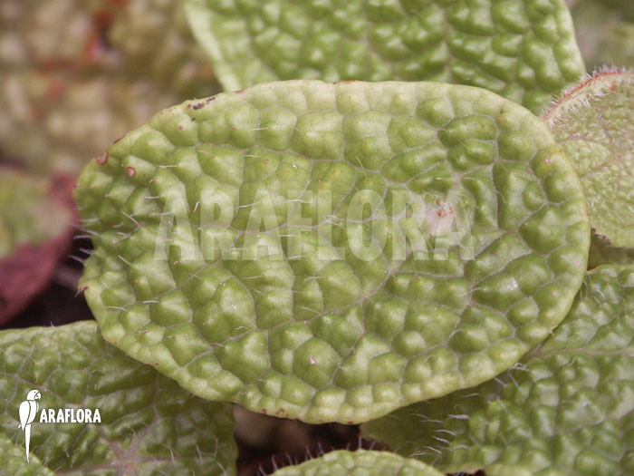 Begonia ficifolia ‚Microsperma‘