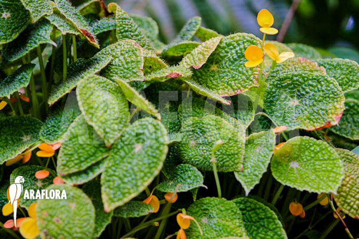 Begonia ficifolia ‚Microsperma‘