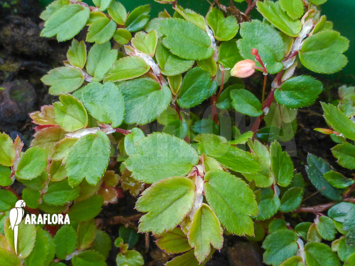Begonia foliosa var. miniata