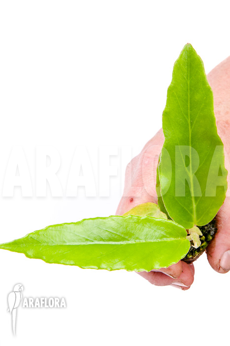 Begonia furfuracea “Starter”