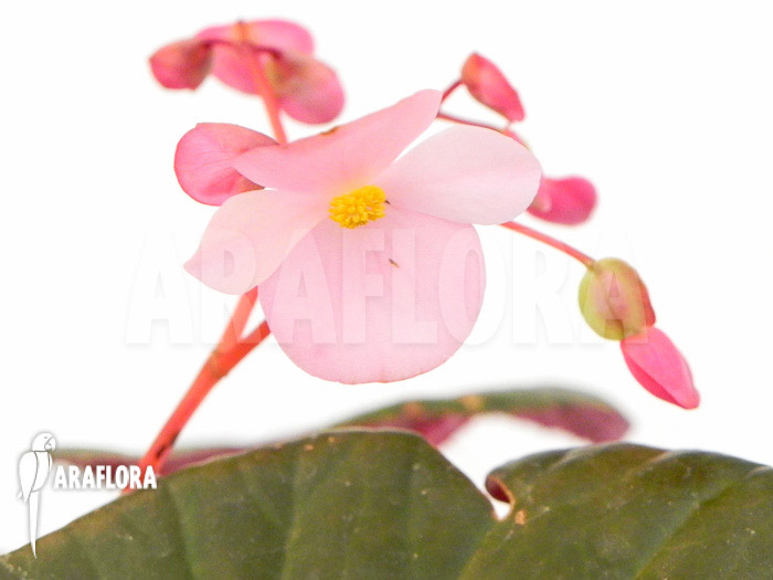 Begonia hernandioides