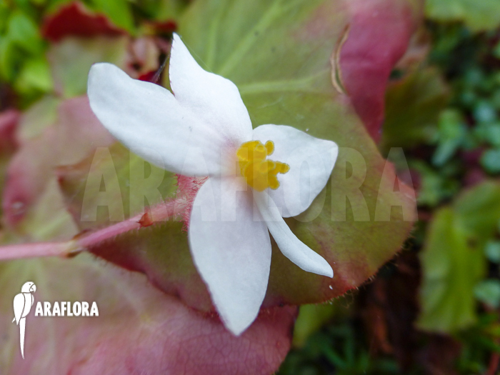 Begonia listida
