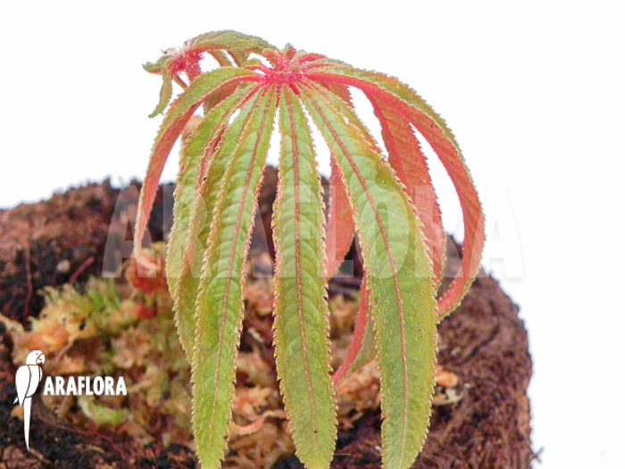 Begonia luxurians ‚Starter‘