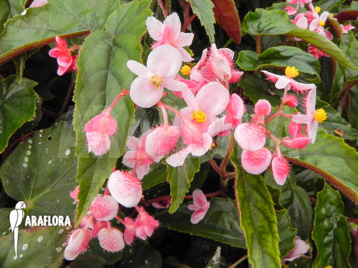 Begonia metallica