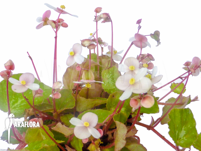 Begonia nigritarum