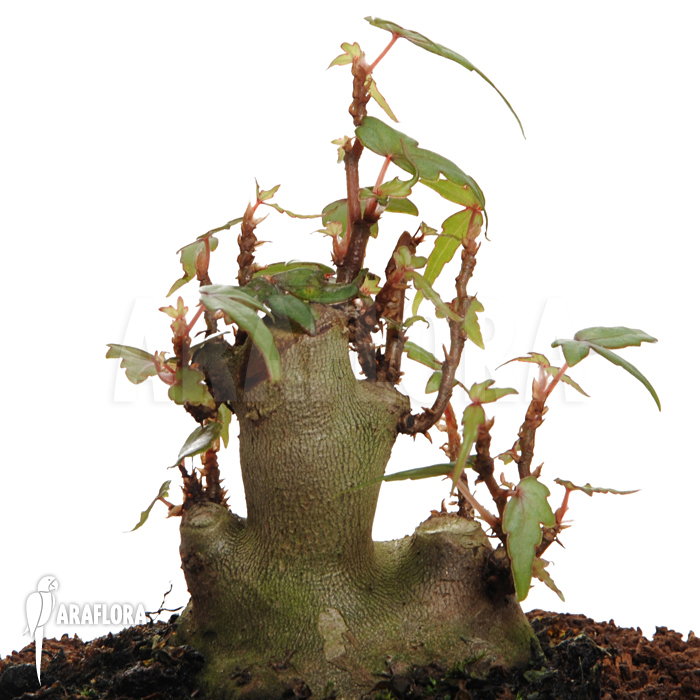 Begonia partita ‚S‘