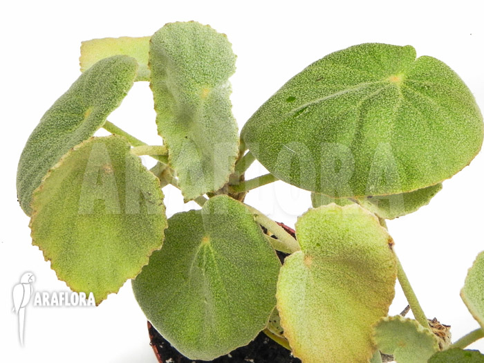 Begonia peltata