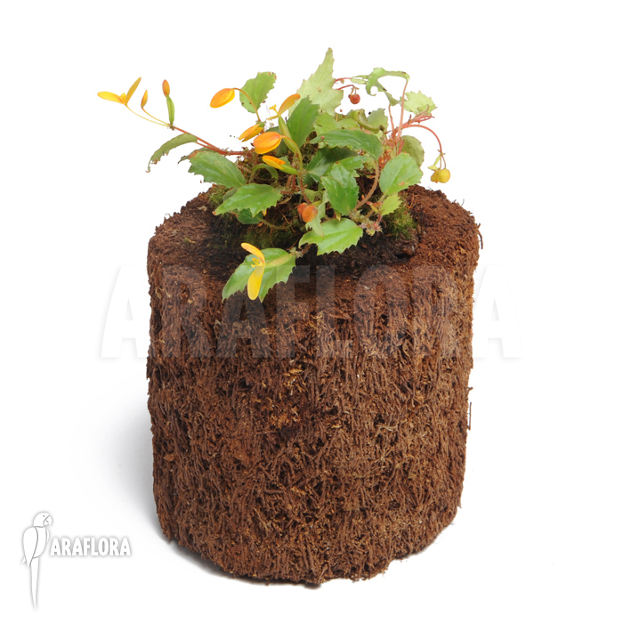 Begonia prismatocarpa ‚L‘