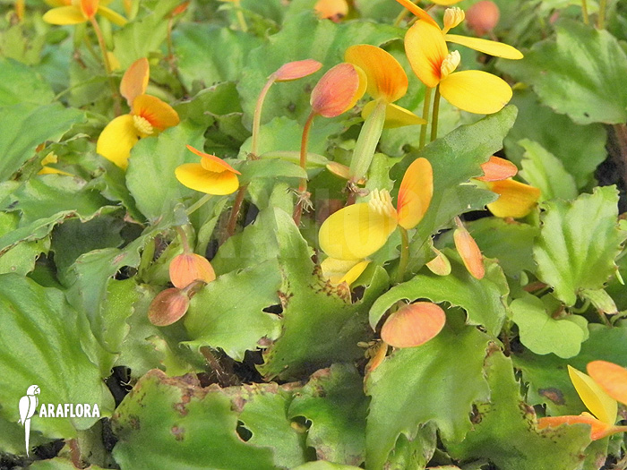 Begonia prismatocarpa ‚Flower‘