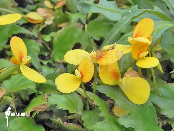 Begonia prismatocarpa ‚Flower‘