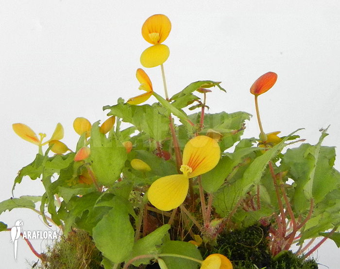 Begonia prismatocarpa ‚M‘