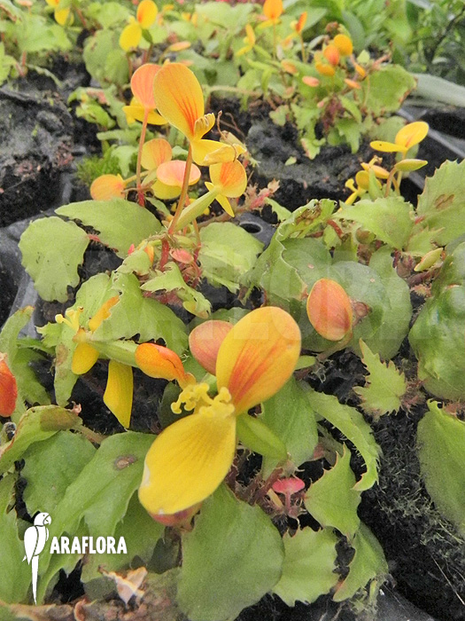 Begonia prismatocarpa ‚M‘