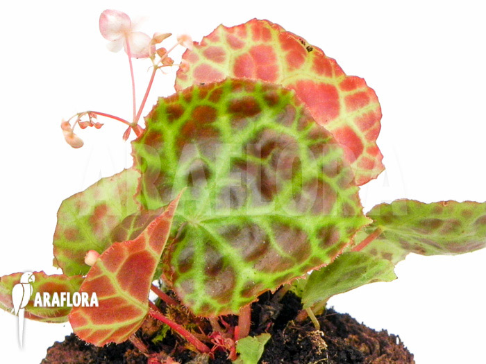 Begonia rajah ‚M‘