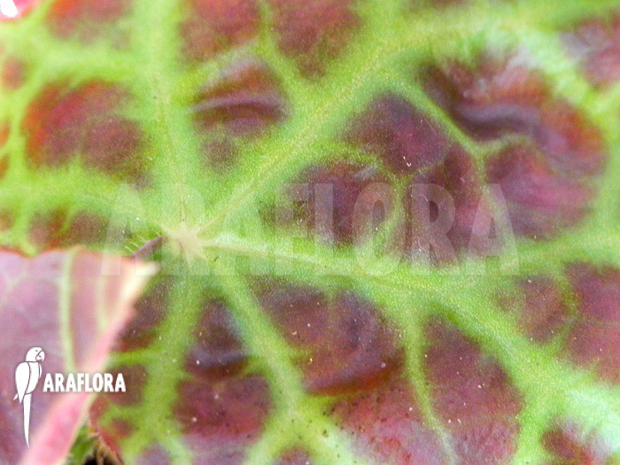 Begonia rajah ‚M‘