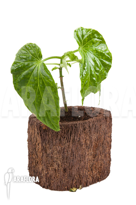 Begonia salaziensis ‚Starter‘