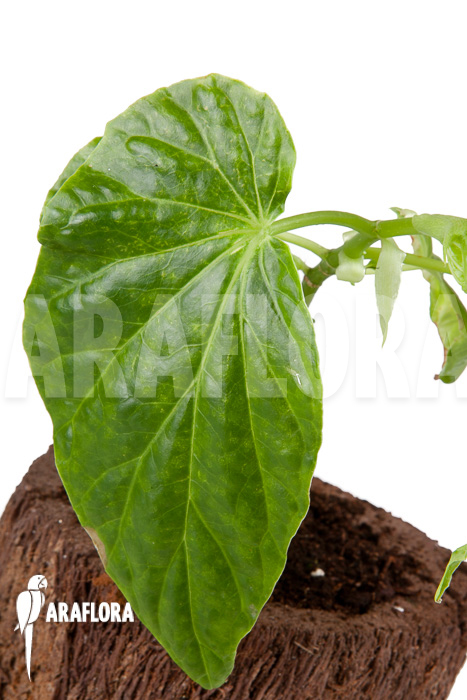 Begonia salaziensis ‚Starter‘