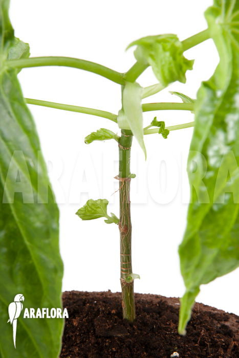 Begonia salaziensis ‚Starter‘