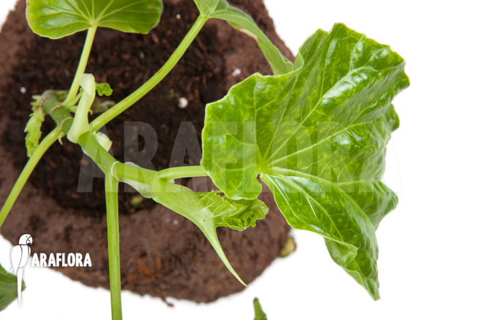 Begonia salaziensis ‚Starter‘
