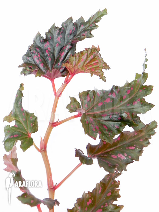 Begonia serratipetala “Small”