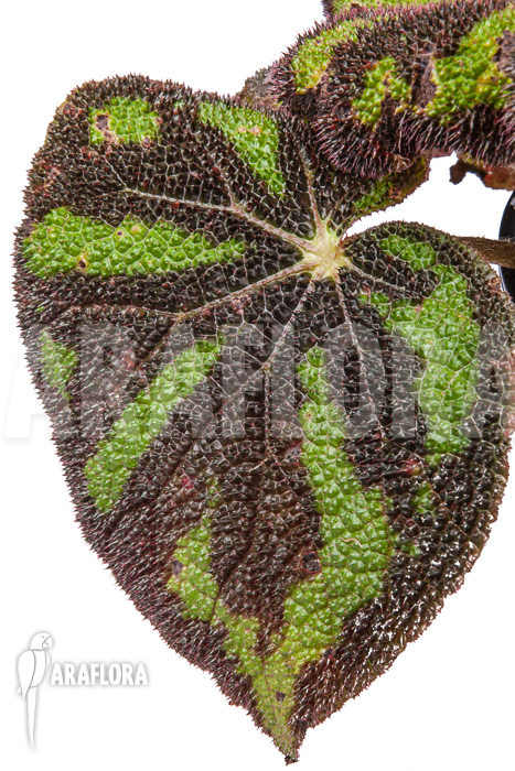 Begonia sp Vietnam 9