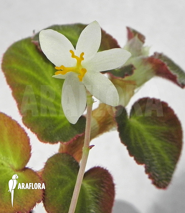 Begonia thelmae