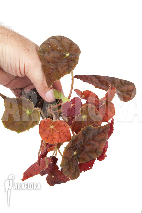 Begonia x Autumn Ember “Starter”