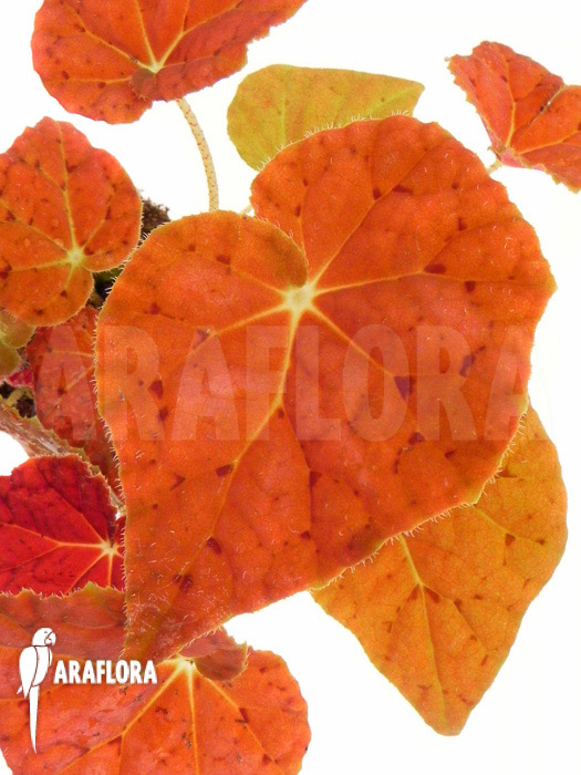 Begonia x Autumn Ember