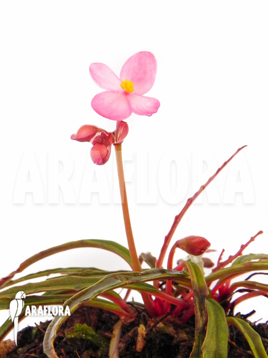 Begonia x Paulita plant detail