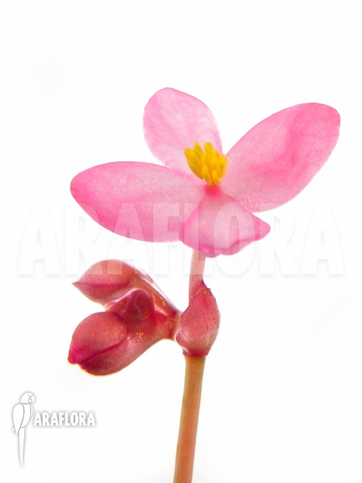 Begonia-x-Paulita-flower-detail-2