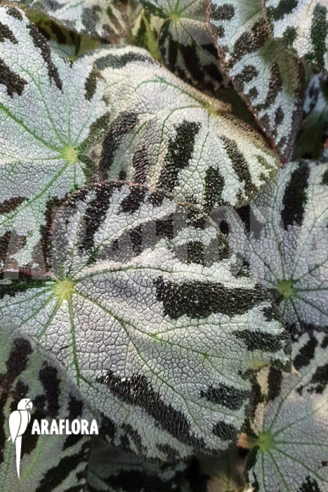 Begonia x ‚Silver Jewel‘