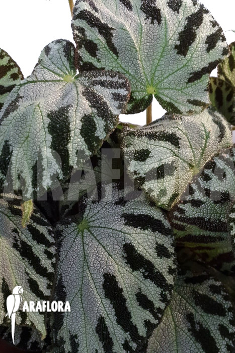 Begonia x ‚Silver Jewel‘