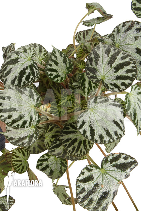 Begonia x ‚Silver Jewel‘