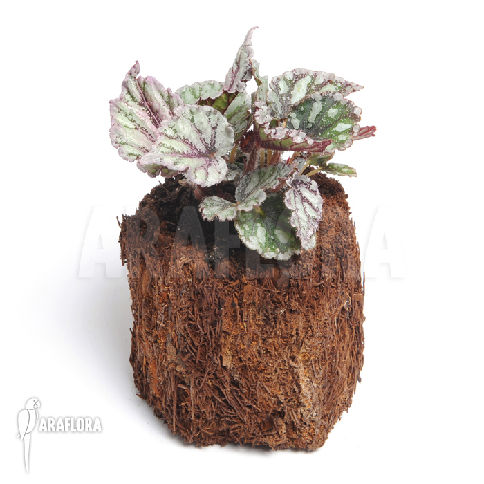 Begonia x ‚Voodoo Star‘