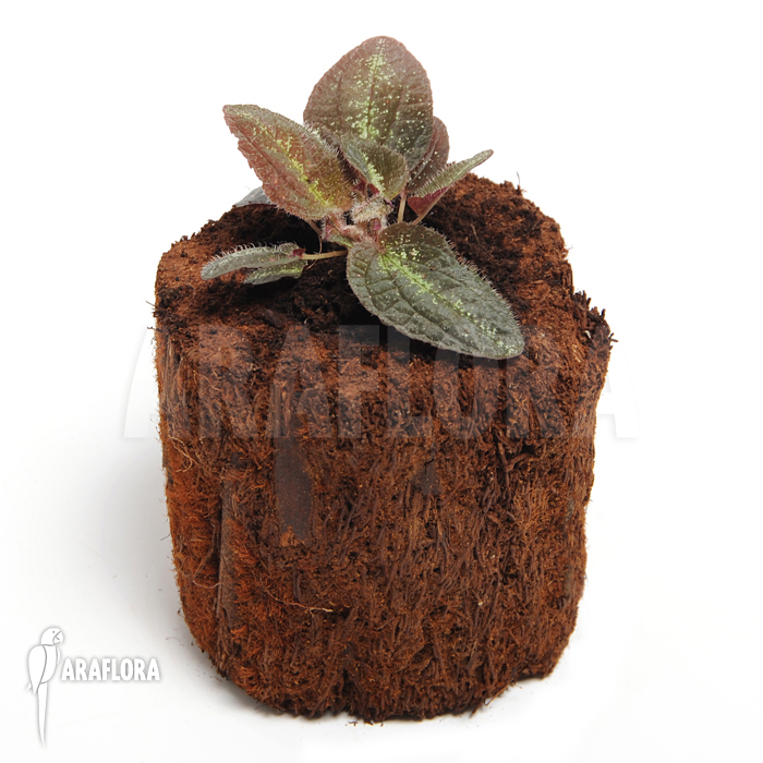 Bertolonia marmorata