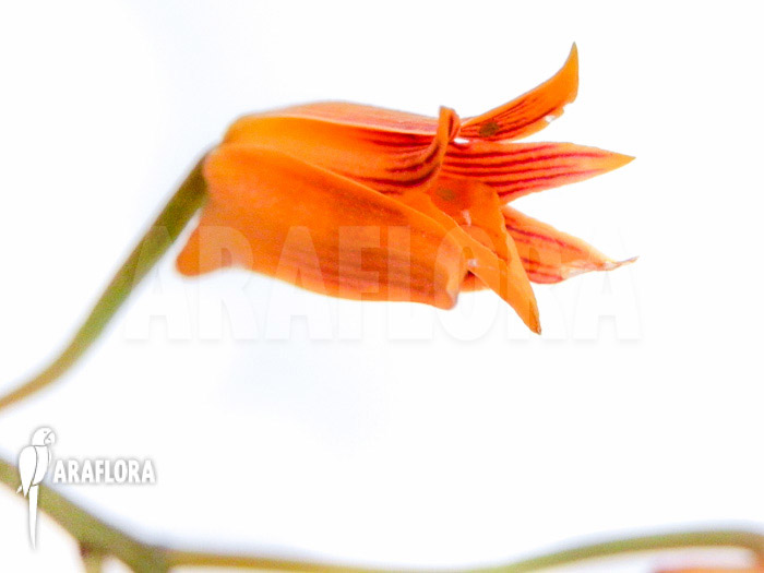 Bifrenaria aureo-fulva ‚Starter‘