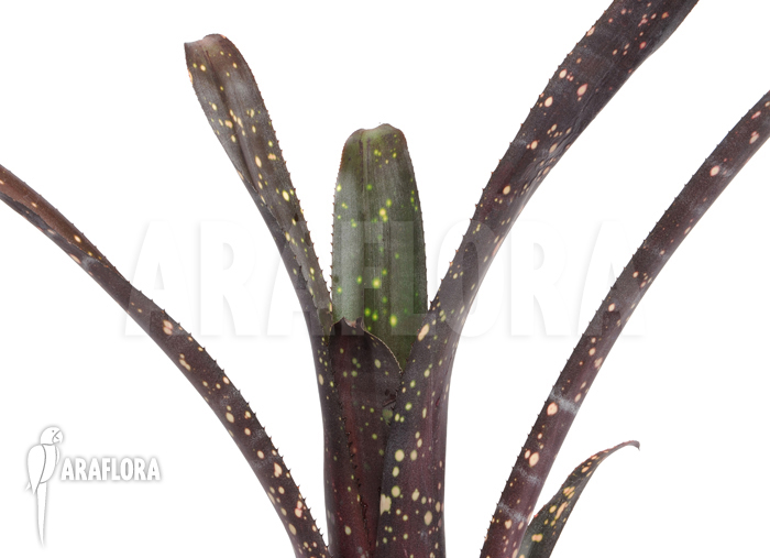 Billbergia amoena