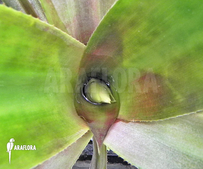 Billbergia pallidiflora