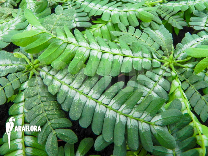 Biophyttum x Snowman