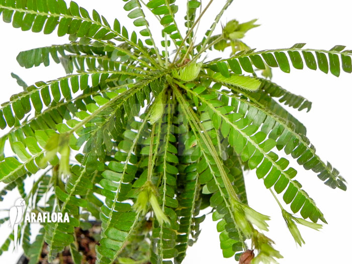 Biophytum sensitivum ‚XL‘