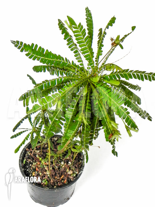 Biophytum sensitivum ‚XL‘