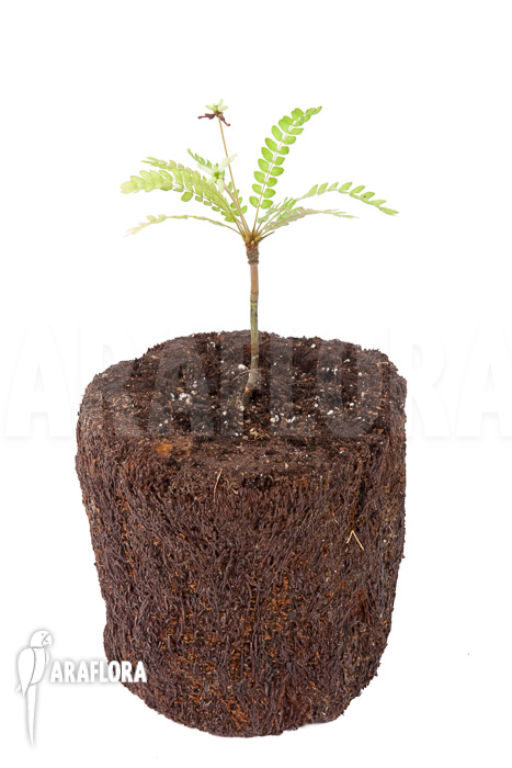 Biophytum sensitivum ‚white flower‘