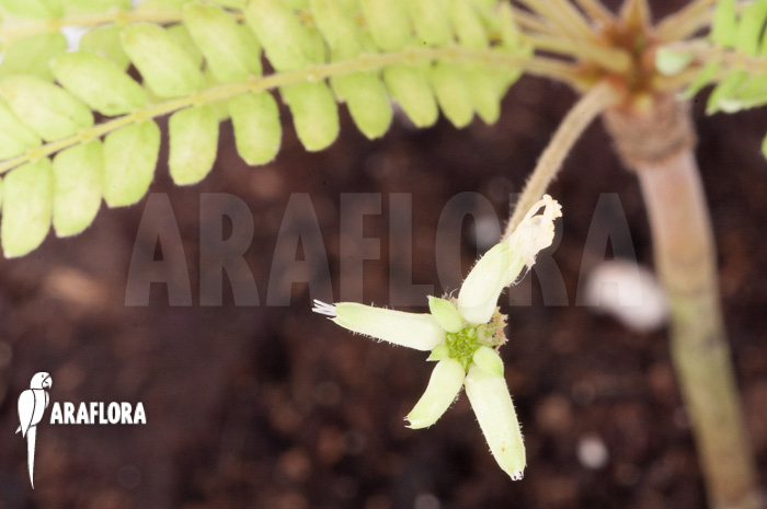 Biophytum sensitivum ‚white flower‘