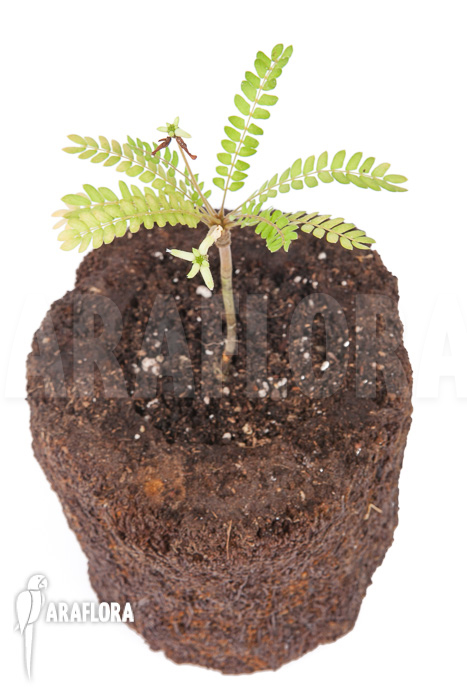 Biophytum sensitivum ‚white flower‘