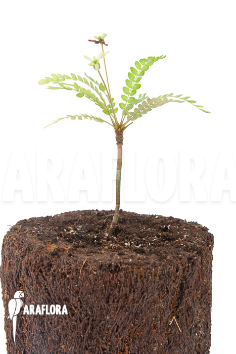 Biophytum sensitivum ‚white flower‘